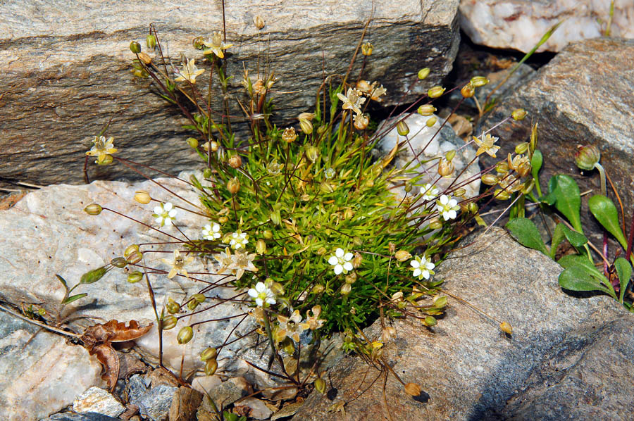 Sagina subulata / Sagina subulata